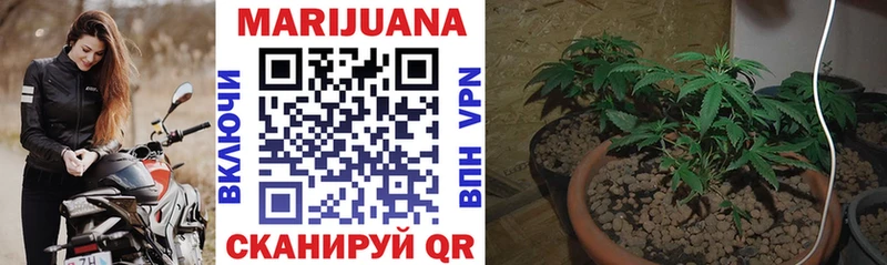 Шишки марихуана OG Kush  blacksprut как войти  Выборг  купить закладку 